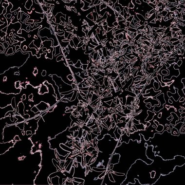 Doğada güzel bitkiler var. Soyut sanat. Arkaplan deseni.