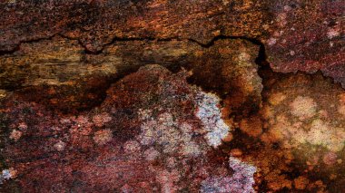 Güzel ahşap tahıl. Ahşap arka. Tahta desenli arkaplan