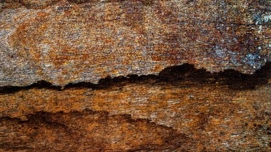 Güzel ahşap tahıl. Ahşap arka. Tahta desenli arkaplan