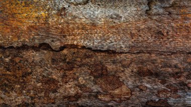 Güzel ahşap tahıl. Ahşap arka. Tahta desenli arkaplan