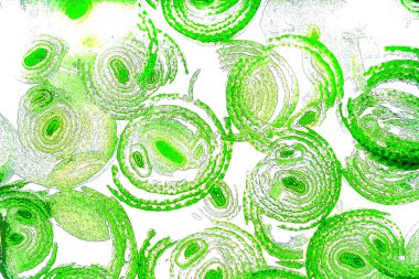 Çember çizgileri, oval çizgiler, geometrik şekiller, tasarım elemanları, soyut kalıplar, arka planlar