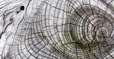 Güzel ahşap tahıl. Ahşap arka. Tahta desenli arkaplan