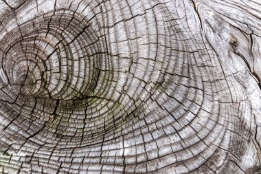 Güzel ahşap tahıl. Ahşap arka. Tahta desenli arkaplan