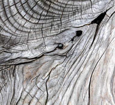 Güzel ahşap tahıl. Ahşap arka. Tahta desenli arkaplan