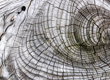 Güzel ahşap tahıl. Ahşap arka. Tahta desenli arkaplan