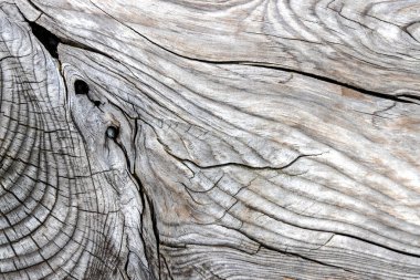 Güzel ahşap tahıl. Ahşap arka. Tahta desenli arkaplan