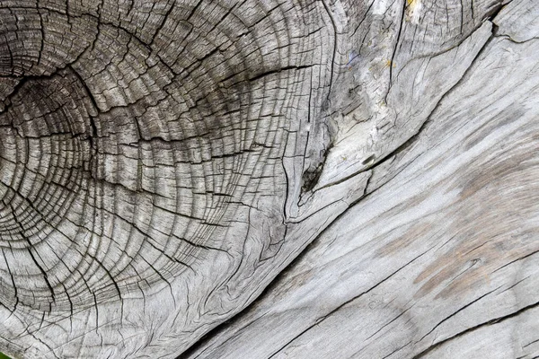 Güzel ahşap tahıl. Ahşap arka. Tahta desenli arkaplan