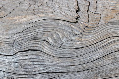 Güzel ahşap tahıl. Ahşap arka. Tahta desenli arkaplan