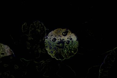 Bitkilerden oluşan yaratıcı floresan renk düzeni. Neon renklerle kaplanmış. Doğa kavramı.