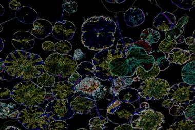 Bitkilerden oluşan yaratıcı floresan renk düzeni. Neon renklerle kaplanmış. Doğa kavramı.