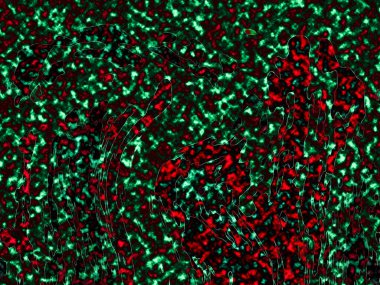 Renkli basit arka plan, dalgalı etkisi. Etkisi noktalarla. Ritmik ses parçacıklar. Tahıl doku. Renkli darbeleri ile duvar kağıdı. Duvar iç tasarım, lockscreen, paket için desen