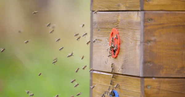 Abelhas na enorme colmeia, produção de mel e maneira — Fotografia de Stock