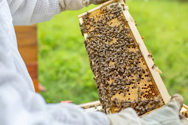 Marco de abeja lleno o rico en miel y cera fresca, un líquido dulce y pegajoso de color marrón amarillento hecho por abejas y otros insectos de néctar recogidos de flores. —  Fotos de Stock