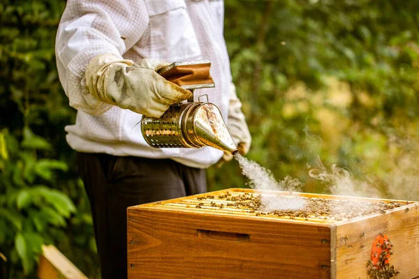 Ahumador de abejas con apicultor trabajando en su colmenar en una granja de abejas, concepto de apicultura —  Fotos de Stock