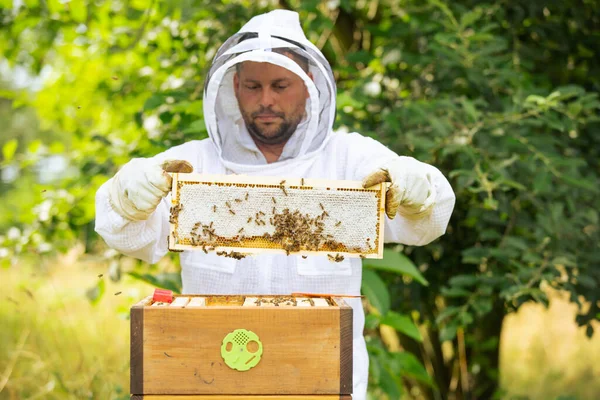 El apicultor examina las abejas con un análisis del nido, saca los marcos de la colmena, concepto de agricultura orgánica —  Fotos de Stock