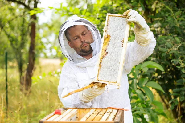 O apicultor examina as abelhas com uma análise do ninho, tira os quadros da colmeia, conceito de agricultura orgânica — Fotografia de Stock