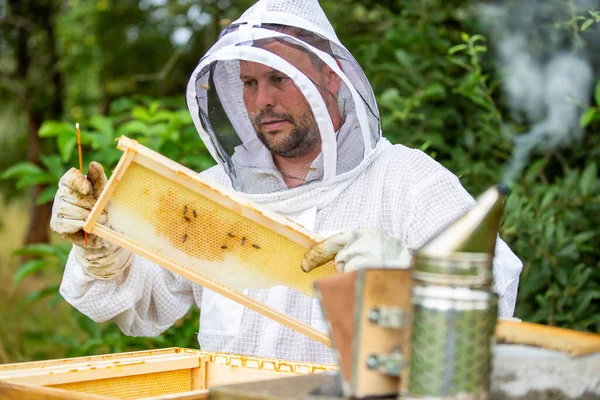 Концепция пчеловодства, пчеловод присматривает за пчелами, пчелиные чеки, чеки, мед, пчеловод исследует соты, курит пчел — стоковое фото