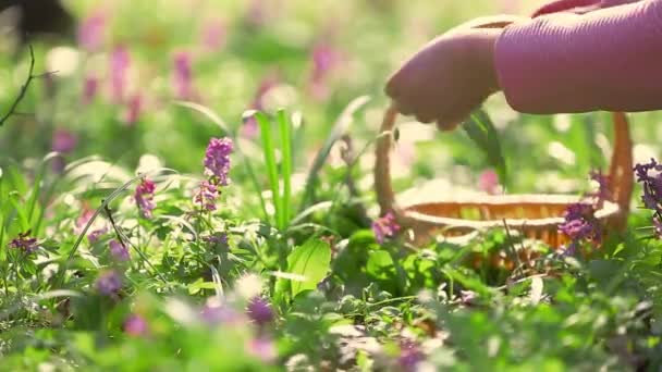 Kobieta zbiera liście świeżego czosnku niedźwiedzia w lesie, zioło, zioło do gotowania, koncepcja żywności — Wideo stockowe