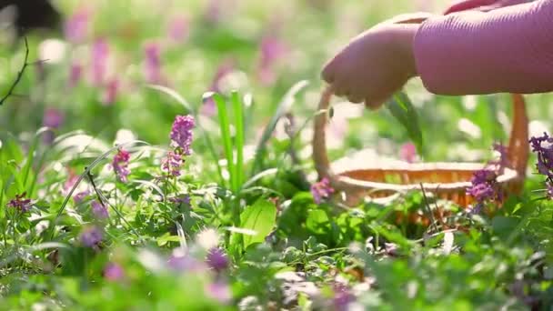 Young woman harvesting fresh, bio bear garlic, allium ursinum in the forest, herbalism concept — Stock Video