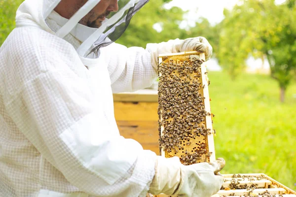 Пасічник на апіарії, бджоляр працює з бджолами та вуликами на апіарії, бджолячи концепцію. — стокове фото