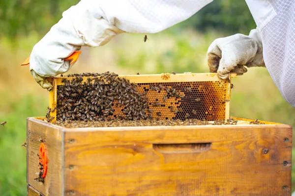 Marco de abeja lleno o rico en miel y cera fresca, un líquido dulce y pegajoso de color marrón amarillento hecho por abejas y otros insectos de néctar recogidos de flores. — Foto de Stock