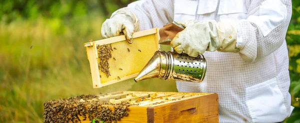 Apicultor limpiando un panal lleno de abejas, apicultor profesional en ropa de trabajo protectora inspeccionando el marco del panal en un colmenar —  Fotos de Stock