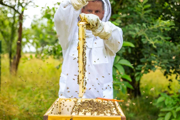 Bijenhouder die een honingraat vol bijen vasthoudt, professionele imker in beschermende werkkleding die het honingraatframe bij de bijenstal inspecteert. Bijenhouders oogsten honing, zwermen bijen — Stockfoto