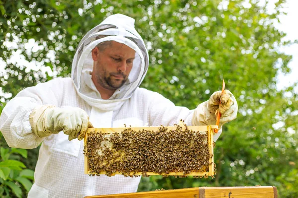 Biodlaren håller en bikaka full av bin, professionell biodlare i skyddskläder inspekterar bikaksramen på bigården. biodlare som skördar honung, svärmande bin — Stockfoto