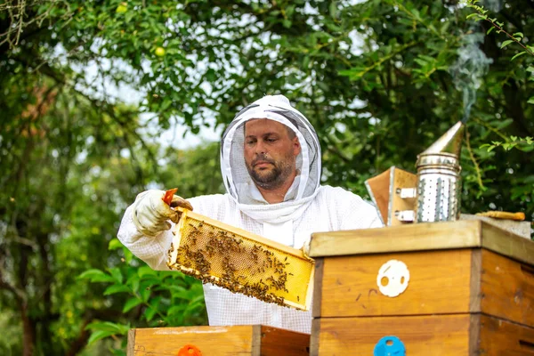Apicultor sosteniendo un panal lleno de abejas, apicultor profesional en ropa de trabajo protectora inspeccionando el marco del panal en el colmenar. apicultor cosechando miel, abejas enjambre —  Fotos de Stock