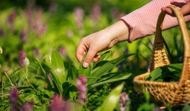 Kadınlar toplanıyor, ormanda taze ayı sarımsağı topluyor, yabani sarımsak, bitkisellik, yiyecek ve bitkisellik konsepti