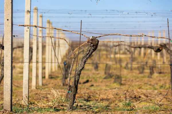 Primo piano del vigneto in primavera, pronto per la nuova stagione, concetto di vino — Foto Stock