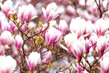 Bahar çiçekli arka plan, güzel çiçekli ışık, yumuşak ışıkta pembe manolya çiçekleri, seçici odak, doğa konsepti.