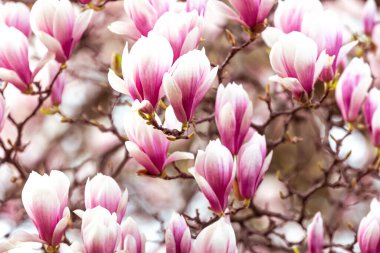 Bahar çiçekli arka plan, güzel çiçekli ışık, yumuşak ışıkta pembe manolya çiçekleri, seçici odak, doğa konsepti.