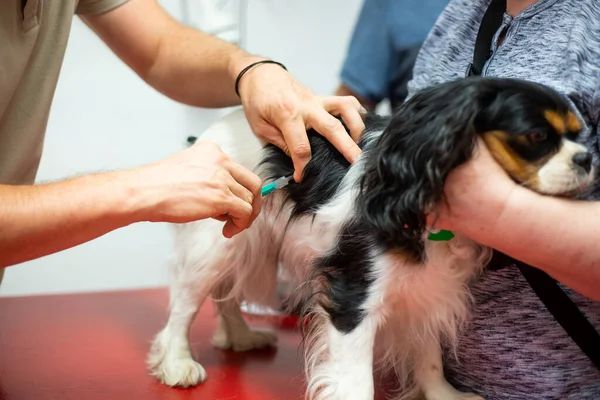 Process of vaccination of the dog in the vet clinic, animal concept