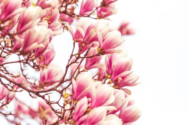 Bahar çiçekli arka plan, güzel çiçekli ışık, yumuşak ışıkta pembe manolya çiçekleri, seçici odak, doğa konsepti