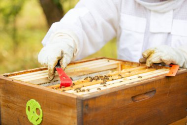 Beekeeper on apiary, beekeeper is working with bees and beehives on the apiary, beekeeping or apiculture concept