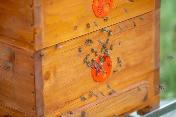 Doğal Bal Üretimi Arıcılık Apikültür Konsepti Için Tahta Arı Kovanı — Stok fotoğraf