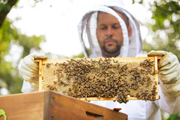 Μελισσοκόμος Στο Μελισσοκομείο Μελισσοκόμος Εργάζεται Τις Μέλισσες Και Τις Κυψέλες — Φωτογραφία Αρχείου