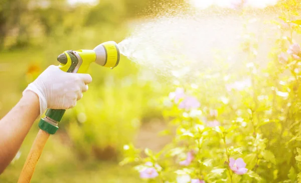 Gardener watering a garden or vegetable during dry season, summer time, global warming, gardening concept