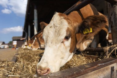 Close up of cows at the bio farm or countryside, agricultural concept
