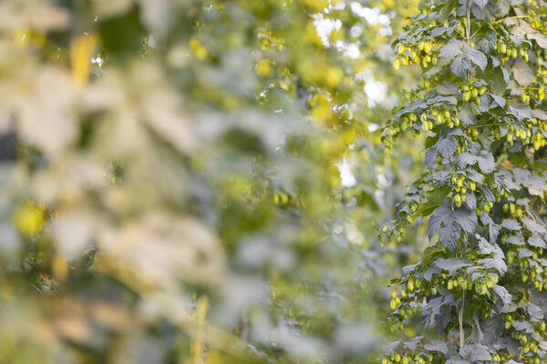 Close up of fresh, green ripe hops cones for the beer production in the farmyard, ingredient for beer