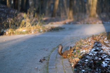 Ormanda ve sokakta tatlı bir sincap.