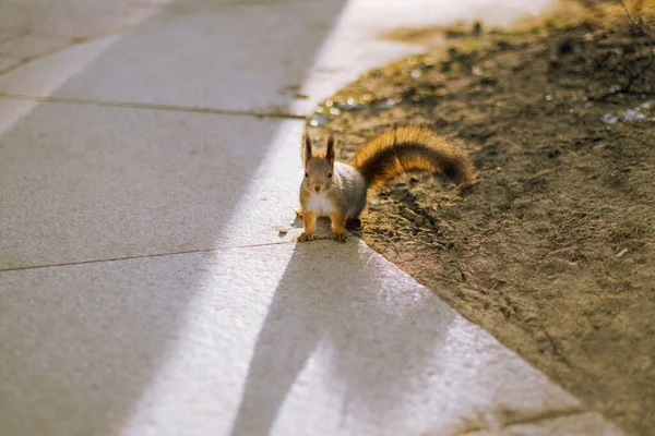 Esquilo bonito na floresta e na rua — Fotografia de Stock