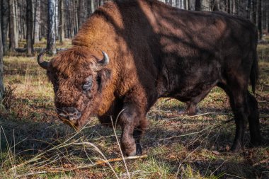Doğa Biyosfer Rezervindeki Avrupalı bizonlar. Avrupa bizonları ve yaban hayatı