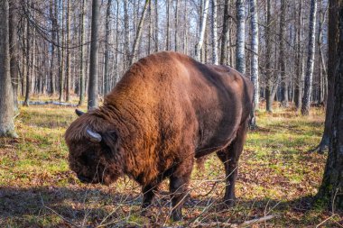 Doğa Biyosfer Rezervindeki Avrupalı bizonlar. Avrupa bizonları ve yaban hayatı