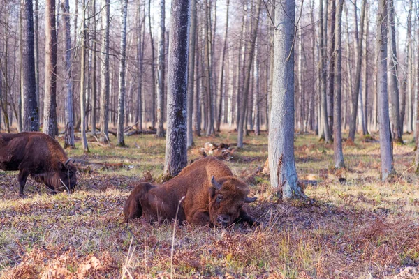 Bisons européens dans la réserve naturelle de biosphère. Bisons européens et faune sauvage — Photo