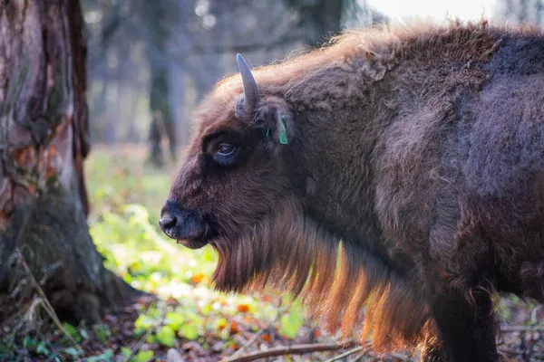 Europäische Wisente im Biosphärenreservat. Wisente und Wildtiere — Stockfoto