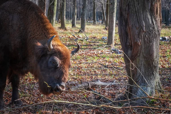 Bisons européens dans la réserve naturelle de biosphère. Bisons européens et faune sauvage — Photo