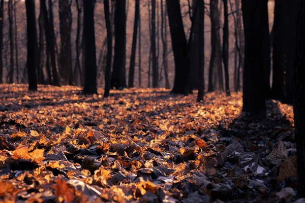 जंगलात काल्पनिक शरद ऋतू — स्टॉक फोटो, इमेज