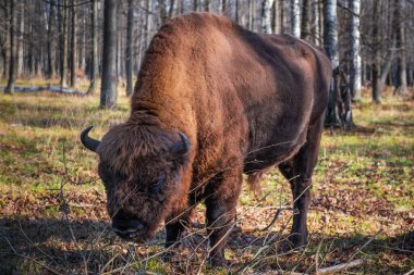 Doğa Biyosfer Rezervindeki Avrupalı bizonlar. Avrupa bizonları ve yaban hayatı